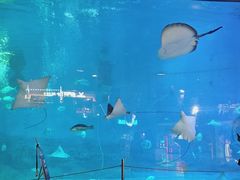 -烟台海昌鲸鲨海洋公园