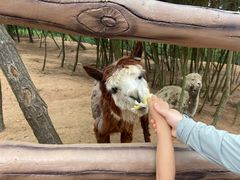 -西霞口神雕山野生动物世界