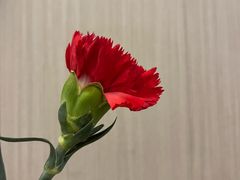 -小倩倩•鸡汤馄饨(江西路创始店)