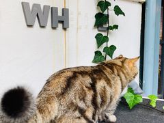 -喵屿·大理花园猫咖