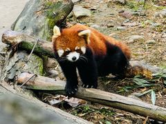 -都江堰中华大熊猫苑