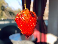 -雪儿钱局泡菜