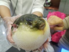 -肆月河豚·新淮扬(金融街店)