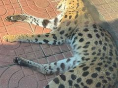 -西霞口神雕山野生动物世界