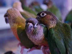 -青石桥花鸟鱼虫市场(叠翠城店)