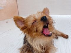 -浣熊柯尔鸭土拨鼠·电玩咖