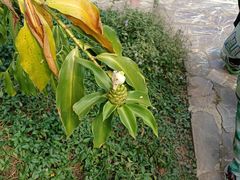 -中国科学院西双版纳热带植物园