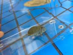 -金田水族花卉市场(银庄大厦店)