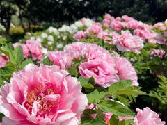 -洛阳市隋唐城遗址植物园