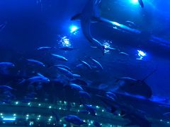 -成都浩海立方海洋公园