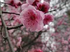 -重庆彩云湖湿地公园