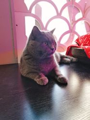 -飛凡TATTOO纹身•原创