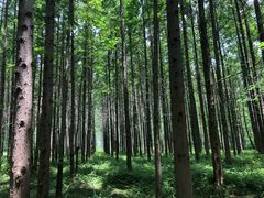 -黄海国家森林公园