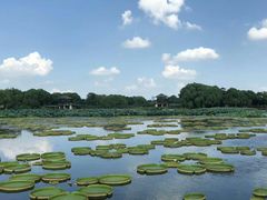 -荷塘月色湿地公园·向阳花洲