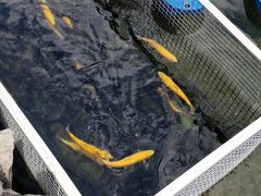 -京北渔家傲