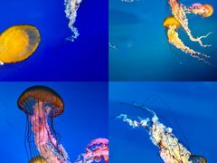 -太平洋海底世界