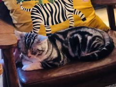 -咖法森林·咖啡  酒吧(天河店)