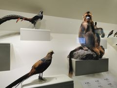 -四川大学博物馆