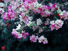 -曼听御花园