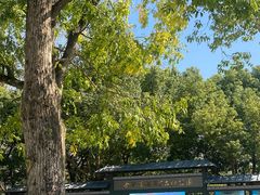 -合肥滨湖国家森林公园