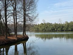 -上海海湾国家森林公园