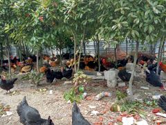 -同銮特种养殖场·龙虾垂钓