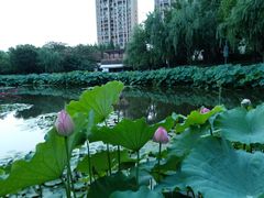 -陈家山荷花公园