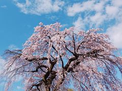 -醍醐寺