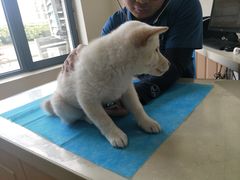 -芭比堂宠物医院·全科爱猫医院·仁德分院