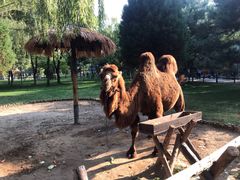 -北京野生动物园