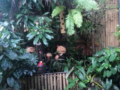-Jungle Kitchen