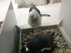 -大连圣亚海洋世界