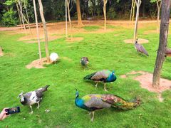 -南沙十九涌渔人码头-南门