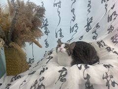-爱洗澡的猫(望京店)