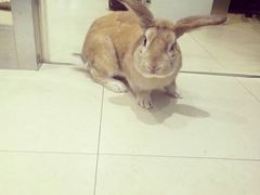 -雨林宠物医院 非犬猫异宠专科