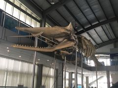 -上海海洋大学鱼文化博物馆(军工路校区)