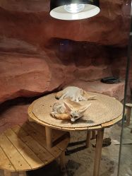 -Zoolung Zoolung动物主题公园(海信广场店)