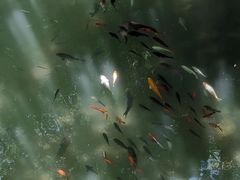 -九龙池景区