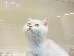 -lincat·猫舍(广州店)