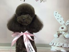 -读宠于你·约克夏比熊·睫角守宫·爬宠售卖(高新店)