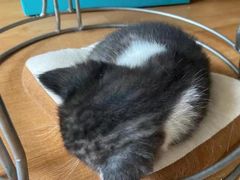 -瑞派动物医院·绝育·犬猫全科·预防医学(光景江南中店)