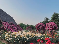 -上海滨江森林公园