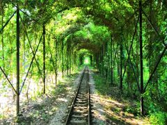 -合肥滨湖国家森林公园