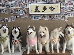 -星多哈·狗咖·拼豆·咖啡