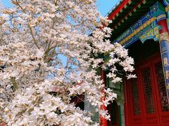 -天津大悲禅院