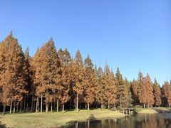 -黄海国家森林公园