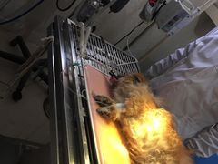 -瑞派福兴宠物医院犬猫全科·骨科·中西医结合(河东店)
