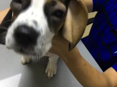 -爱侣宠医·鹦鹉专科·小型哺乳类·异宠专科(灵石路店)