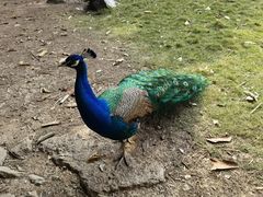 -广州长隆飞鸟乐园