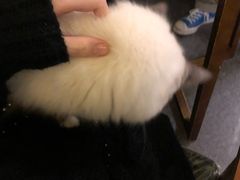 -猫色咖啡·猫咖